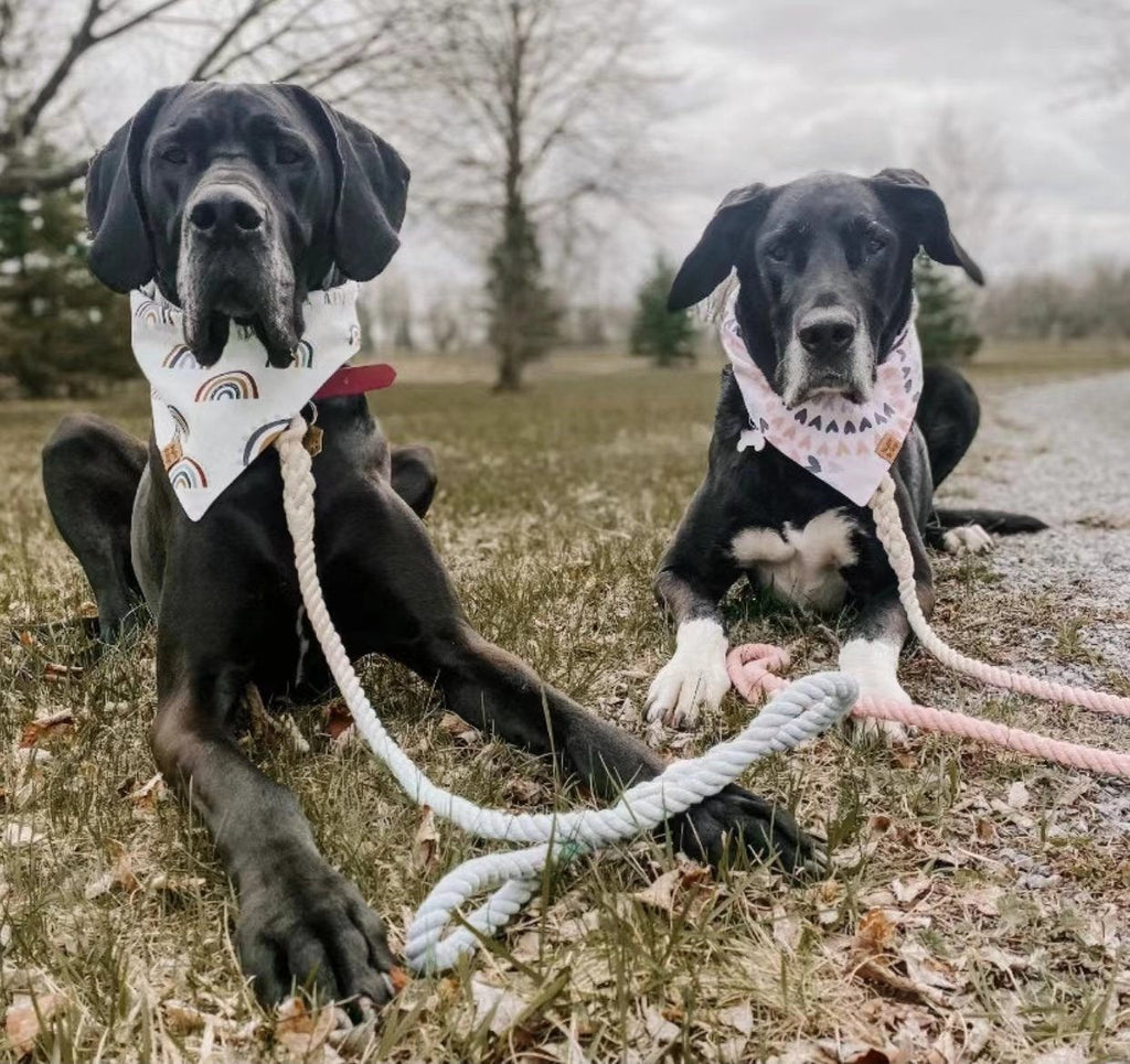 Prescott Collection Blumond  Rope Leash and Collar Set-4
