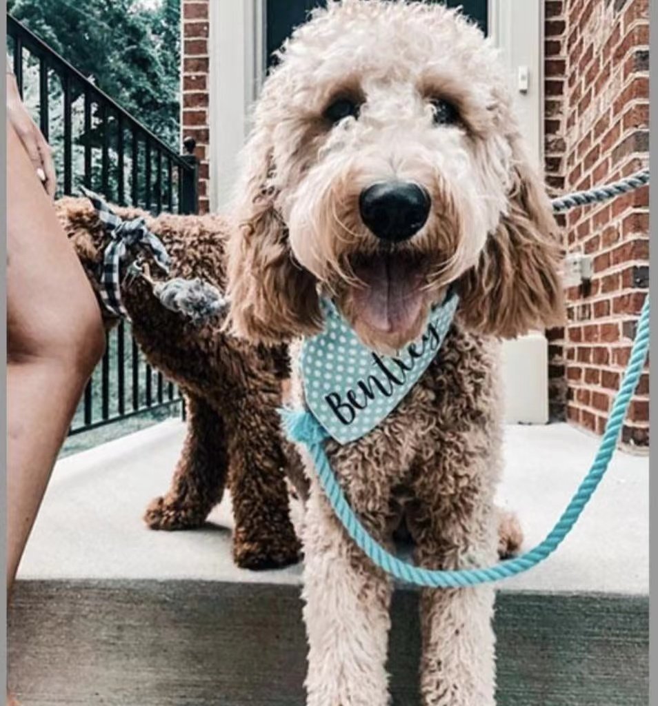 Prescott Collection Blumond  Rope Leash and Collar Set-1