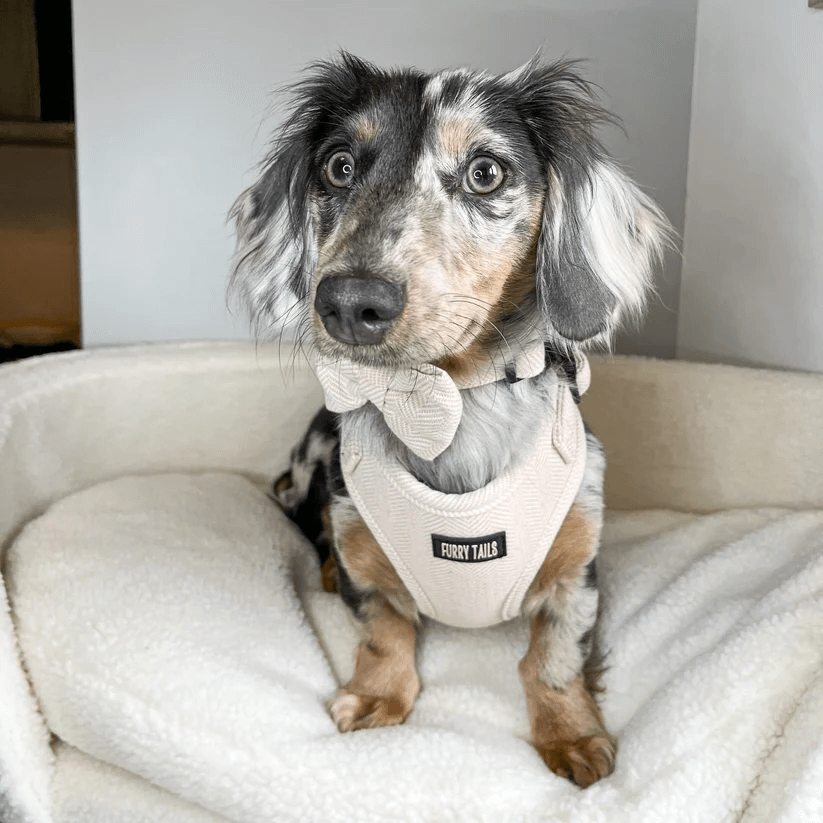 Celine Collection Beige Cashmere Harness-2