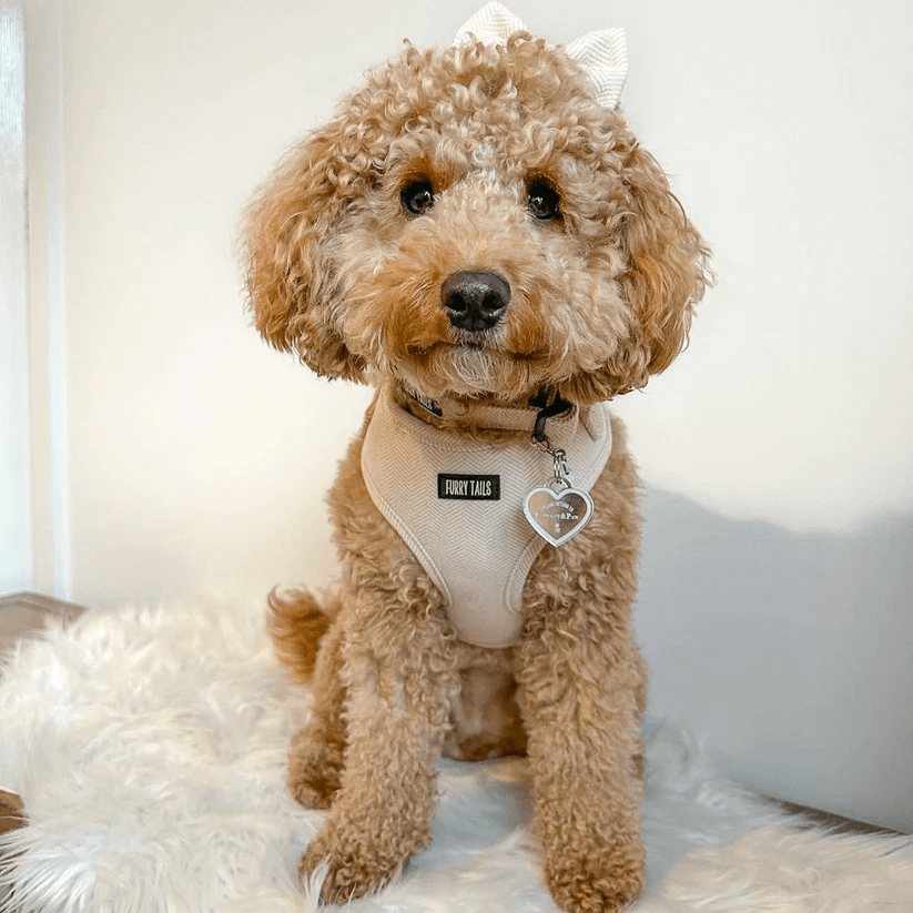Celine Collection Beige Cashmere Harness-7