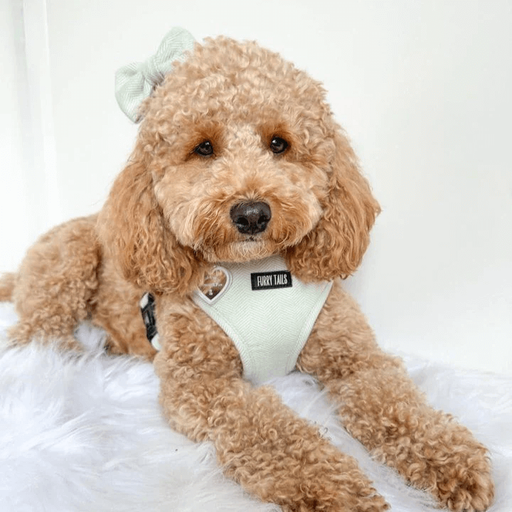 Celine Collection Peppermint Cashmere Harness-3