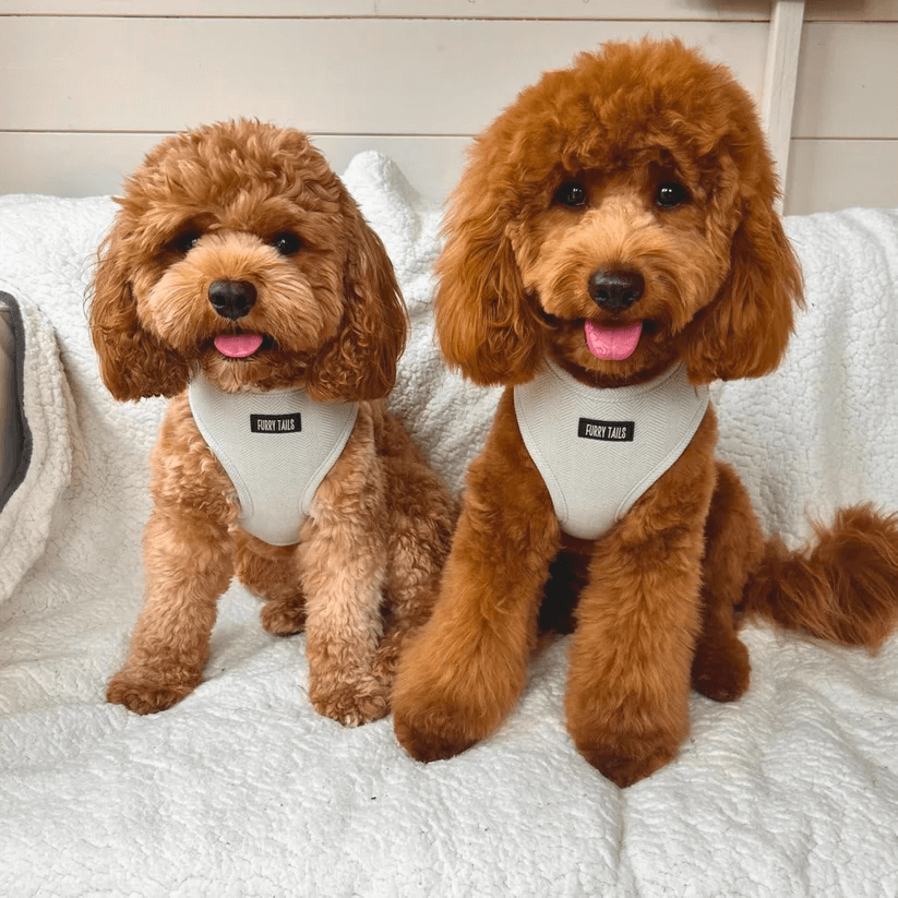 Celine Collection Peppermint Cashmere Harness-1
