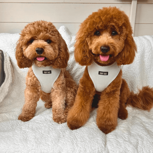 Celine Collection Peppermint Cashmere Harness-1
