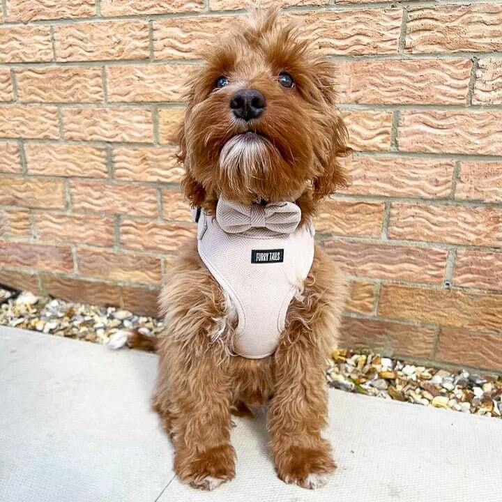 Celine Collection Beige Cashmere Harness-6