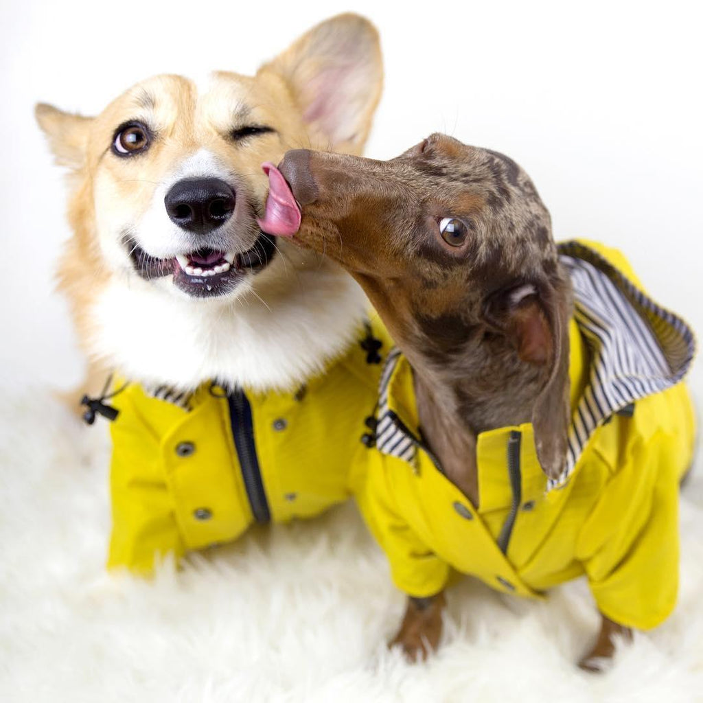 Desmond Collection Classic Raincoat -1