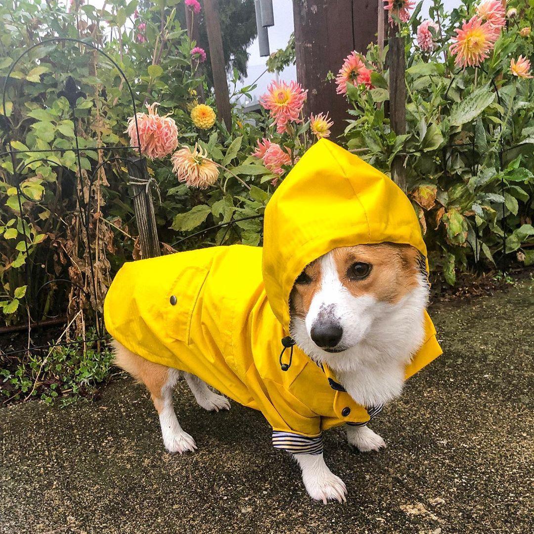 Desmond Collection Classic Raincoat -4