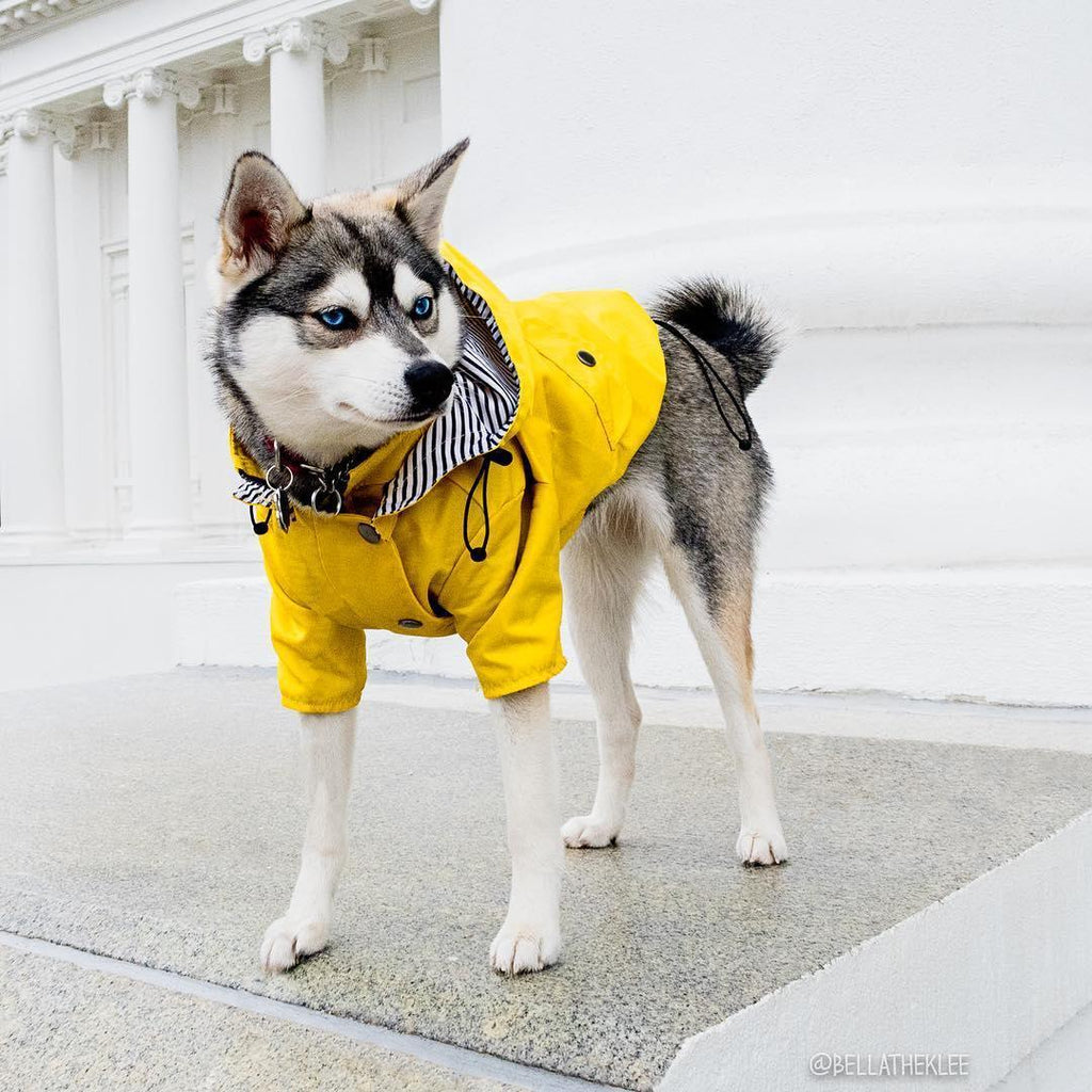 Desmond Collection Classic Raincoat -2